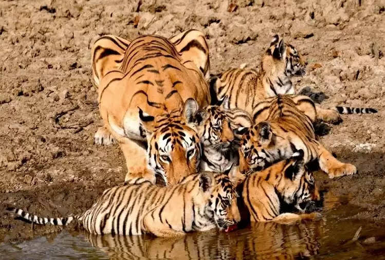 MP News: सिवनी में पेंच बाघ अभयारण्य में बाघिन टी-4 ने दिया 4 शावकों को जन्म