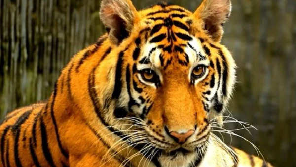 Tiger Project: मध्य प्रदेश में पन्ना टाइगर रिजर्व की युवा बाघिन को जल्द ही माधव नेशनल पार्क में किया जायेगा शिफ्टिंग