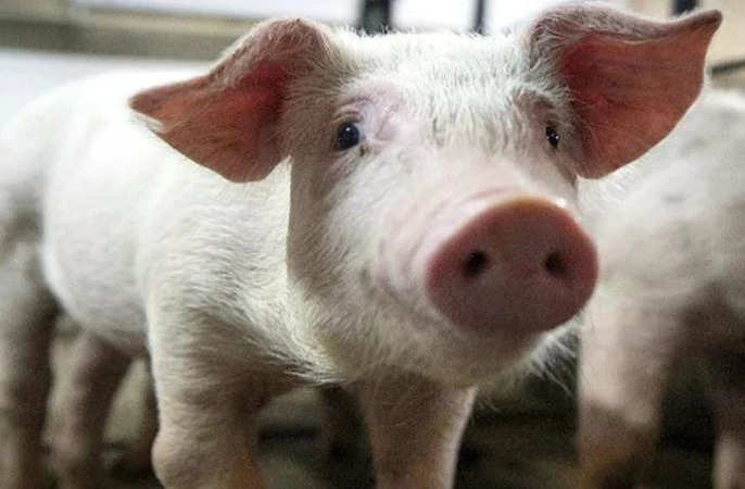 MP News: मध्य प्रदेश के शिवपुरी में 2000 सूअरों की संदिग्ध मौत से मचा हड़कंप, एक्शन में सरकार