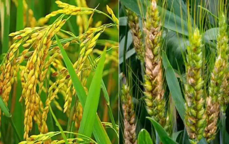 मोटे अनाज को बढ़ावा,&nbsp;किसानों को कितना फायदा