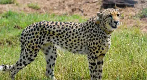 कूनो नेशनल पार्क में नामीबिया से भारत आए एक और चीता 'शौर्य' की मौत, अब तक 10 चीतों की गई जान